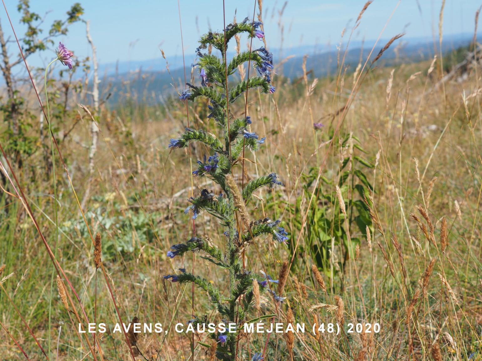 Viper's Bugloss